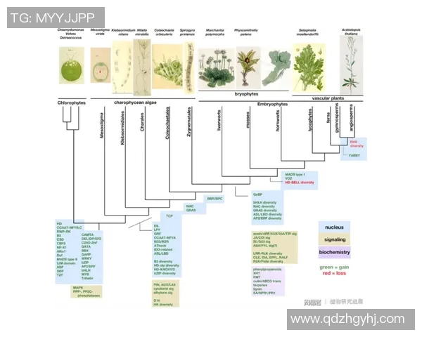 五年数据进化全面揭示球星绯闻轨迹与幕后真相